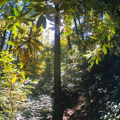 Great Smoky Mountains in the Fall